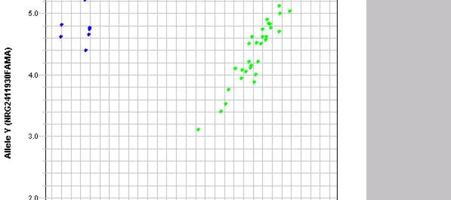 A picture showing genotyping clusters generated by the QuantStudio platform
